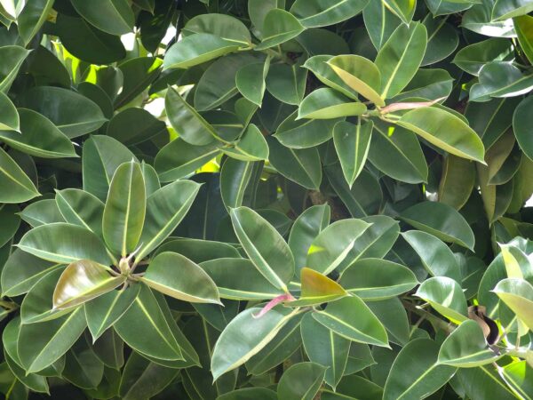 Rubber indoor plant - 图片 2
